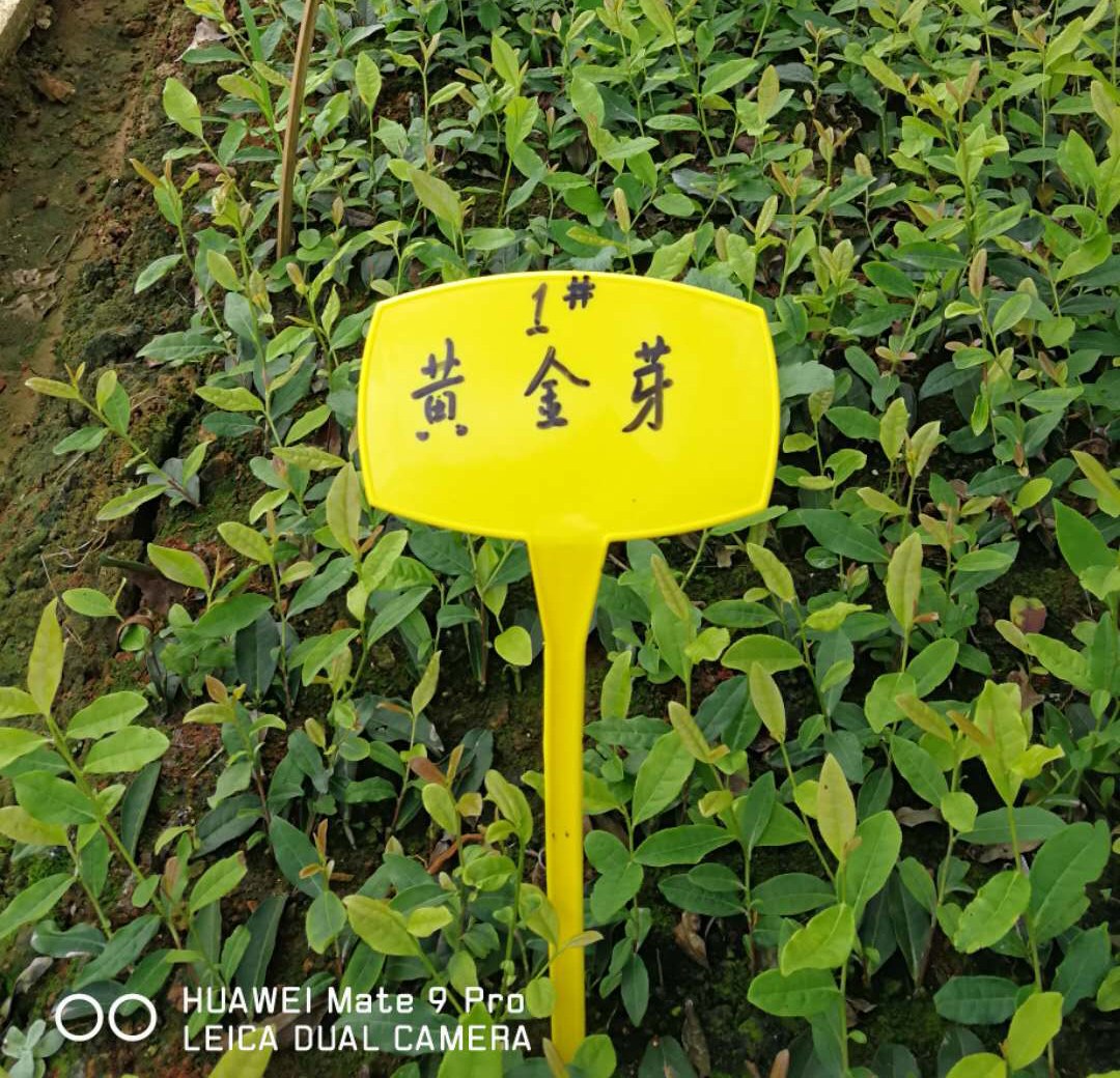 茶樹(shù)病蟲(chóng)害該如何防患未然？