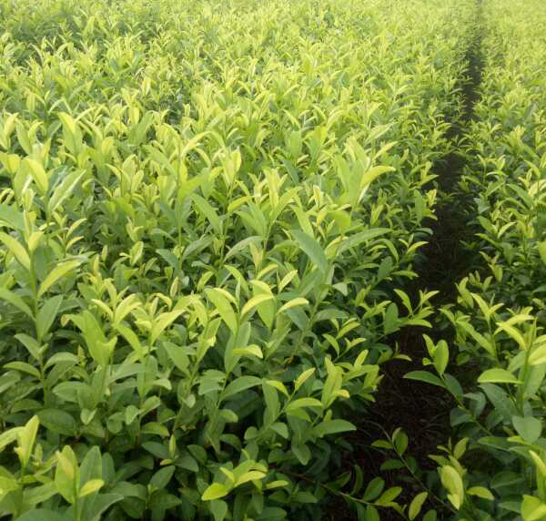 如何防患未然茶樹(shù)中的病蟲(chóng)害？